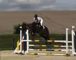 broodmare Sweet Butterfly (Oldenburg show jumper, 2009, from Sir Shutterfly)