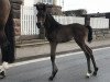 broodmare Mazurca (Trakehner, 2018, from Grafenstolz)