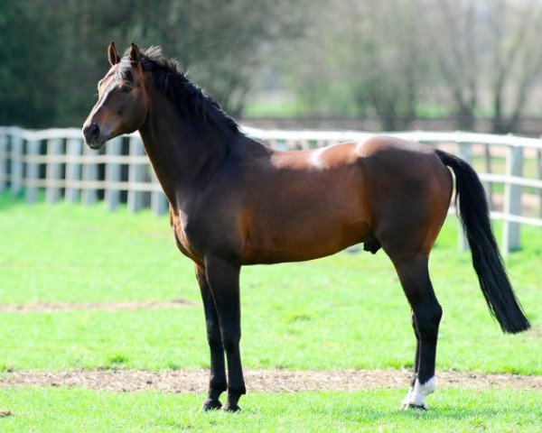 stallion Sandro Boy (Oldenburg, 1993, from Sandro)