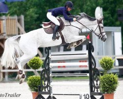 jumper Stippel (KWPN (Royal Dutch Sporthorse), 2009, from Cartano)