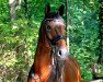 dressage horse Savoir Vivre (Hanoverian, 2007, from St. Moritz)