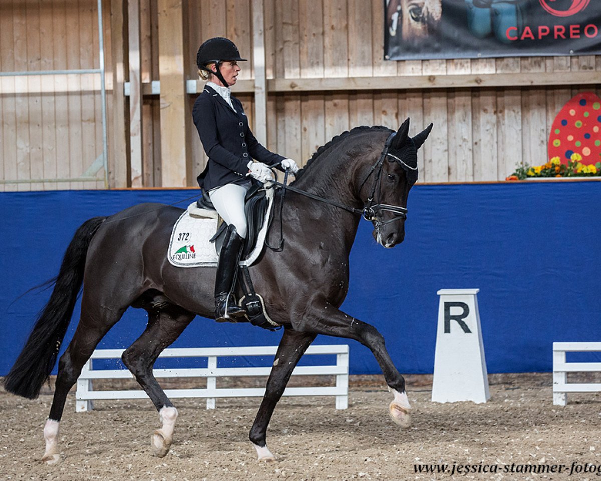 stallion Top Gear (Oldenburg, 2012, from Totilas)