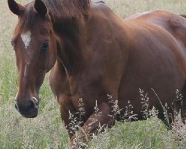 broodmare Die Lady (Hanoverian, 1998, from Donnerhall)