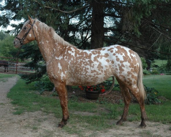 Pferd appaloosa (Appaloosa,  )