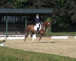 dressage horse Lord Diamond 2 (Rhinelander, 2006, from Lord Loxley I)