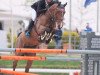 jumper Jazmin vd Wezelse Heihoeve (Belgian Warmblood, 2009, from Heartbreaker)