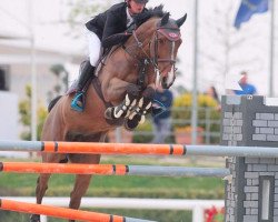 Springpferd Jazmin vd Wezelse Heihoeve (Belgisches Warmblut, 2009, von Heartbreaker)