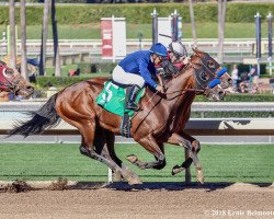 horse Nero xx (Thoroughbred, 2015, from Pioneerof The Nile xx)