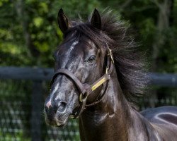 stallion War Dancer xx (Thoroughbred, 2010, from War Front xx)