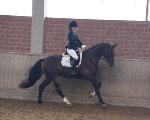 dressage horse D'Aquino Fairview (Hanoverian, 2013, from Destano)