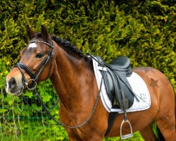 Dressurpferd Mini Hoeve's Voice (Welsh Pony (Sek.B), 2009, von Mintfield Goldcrest)