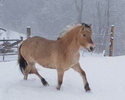 dressage horse Hei June (Fjord Horse, 2015, from Kelvin)