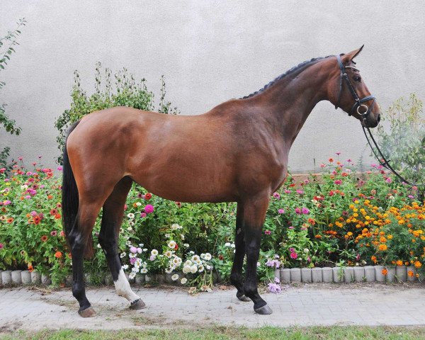 Zuchtstute Baywatch (Trakehner, 2014, von Guardian 16)