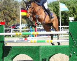 jumper Champeix Z (Zangersheide riding horse, 2010, from Felton du Mont)