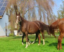 broodmare Reynella (Hanoverian, 2007, from Rotspon)