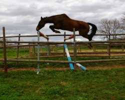 Zuchtstute Libellule de Laume (Selle Français, 1999, von Elan de la Cour)