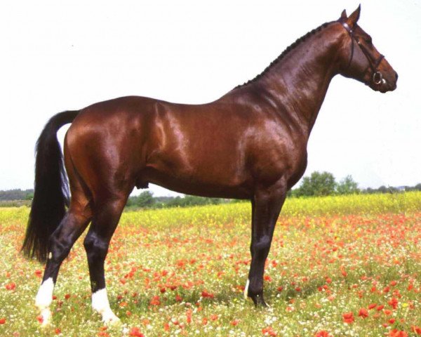 stallion Oyster (KWPN (Royal Dutch Sporthorse), 1996, from Hinault)
