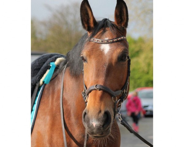 dressage horse Kora 211 (Polish Warmblood, 2006, from Bemol)