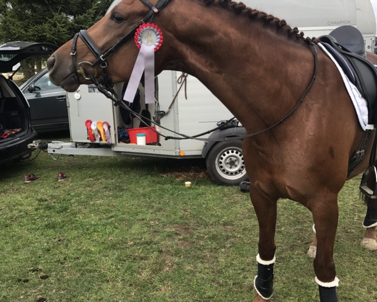 dressage horse Donnaleone (Oldenburg, 2012, from Don Tango B)