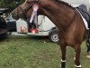 dressage horse Donnaleone (Oldenburg, 2012, from Don Tango B)