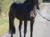 dressage horse Fidelio S 4 (Oldenburg, 2014, from Franziskus FRH)