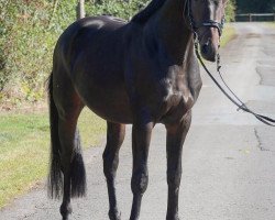 dressage horse Fidelio S 4 (Oldenburg, 2014, from Franziskus FRH)