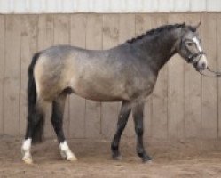 Springpferd Starlight (Welsh Pony (Sek.B), 2011, von Spring Star's Spirit)