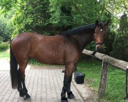 dressage horse Sacramento ML (Westphalian, 2012, from Son of Cologne)