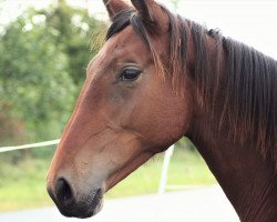 broodmare Canapina (Westphalian, 2016, from Canabis Z)