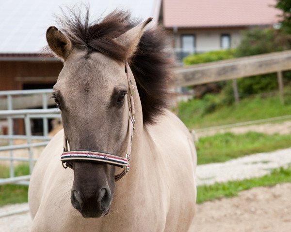 horse Smokey (Metal) (Konik, 2006, from Nort)