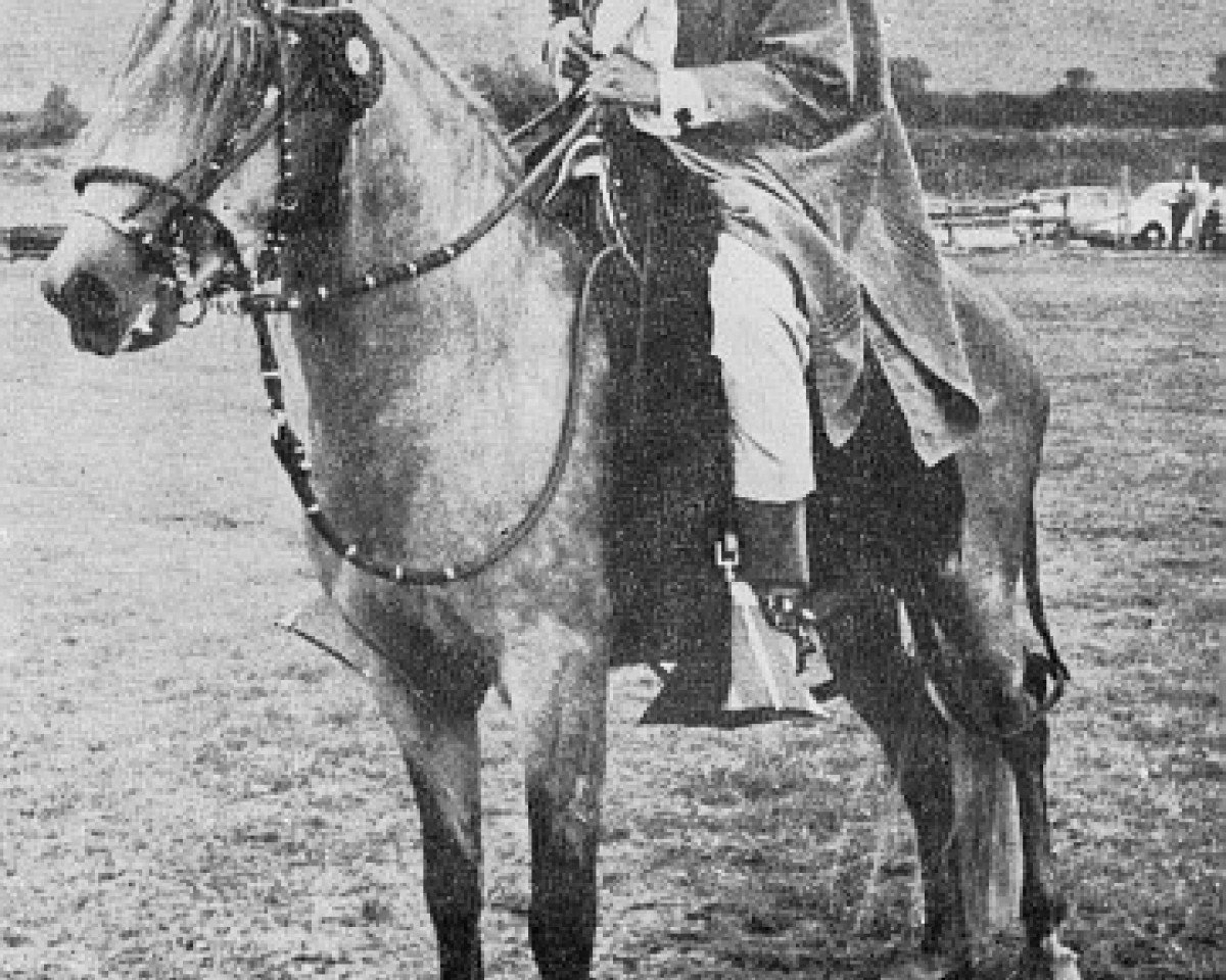 stallion SR Polaris (Peruvian Paso,  , from Chilco)