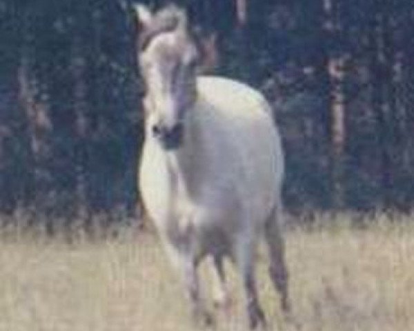 broodmare RyR Hachicera (Peruvian Paso, 1978, from SR Saturno)