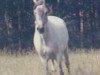 broodmare RyR Hachicera (Peruvian Paso, 1978, from SR Saturno)