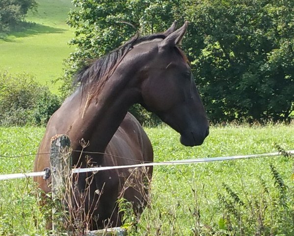 Pferd Vienna (Trakehner, 2015, von Sixtus)