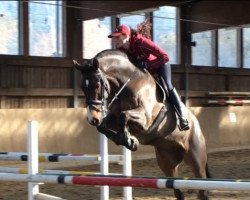 jumper Leonardo R 2 (Hessian Warmblood, 2007, from Lacantus)