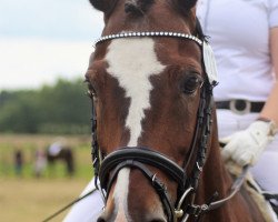 dressage horse Claerchens Calli (German Riding Pony, 2005, from Calli's Hope)