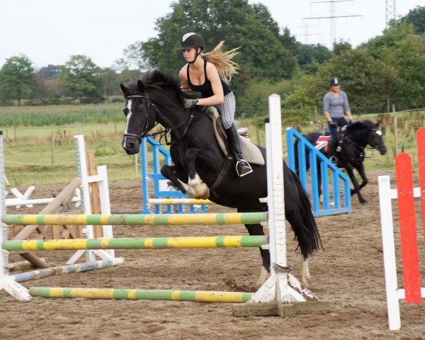 Zuchtstute Carina 381 (Welsh-Cob (Sek. D), 1992, von Garnfach Gary)