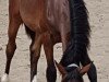 jumper Finley 139 (Oldenburg show jumper, 2017, from For Pleasure)