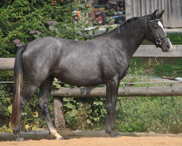 Zuchtstute Grace (Trakehner, 2011, von Heuberger TSF)