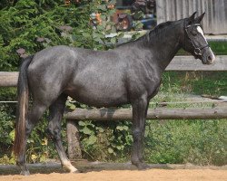 broodmare Grace (Trakehner, 2011, from Heuberger TSF)