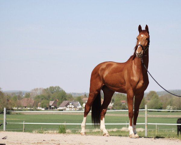 dressage horse High Hope K (KWPN (Royal Dutch Sporthorse), 2016, from High Five U.S.)