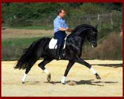 stallion Rosenkoenig (Oldenburg, 1996, from Rubinstein I)