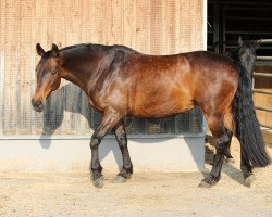 broodmare Chantré (Hessian Warmblood, 1998, from Condor)