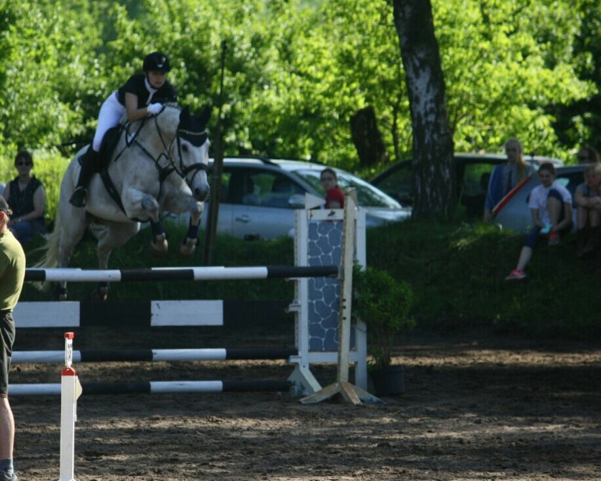 jumper Carlson P (Holsteiner, 2003, from Chello I)