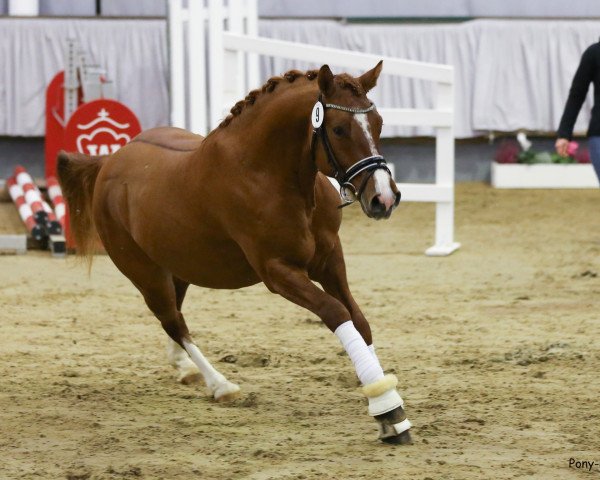 dressage horse Carreras Royal (German Riding Pony, 2016, from Coke saint of the Life)