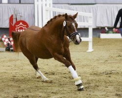 Dressurpferd Carreras Royal (Deutsches Reitpony, 2016, von Coke saint of the Life)