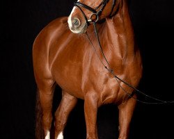 dressage horse Lavan 9 (Hanoverian, 2006, from Lauries Crusador xx)