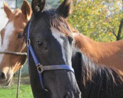 broodmare Diamond of the Rose (Hanoverian, 2016, from Don Index)