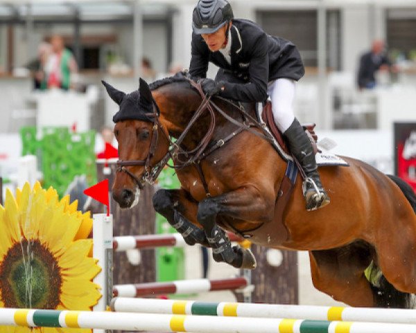 Springpferd Fia Colada (KWPN (Niederländisches Warmblut), 2010, von Diarado)