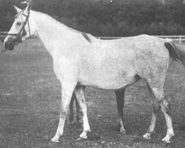 broodmare Sabda ox (Arabian thoroughbred, 1940, from Miecznik 1931 ox)